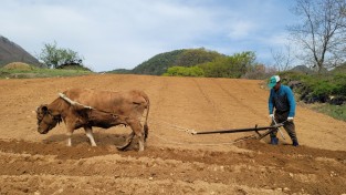 단양군 가곡면 보발리 들녘에서 밭 가는 농부와 소