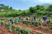 매포읍새마을지도자협의회,  마늘수확 일손돕기 ‘훈훈’